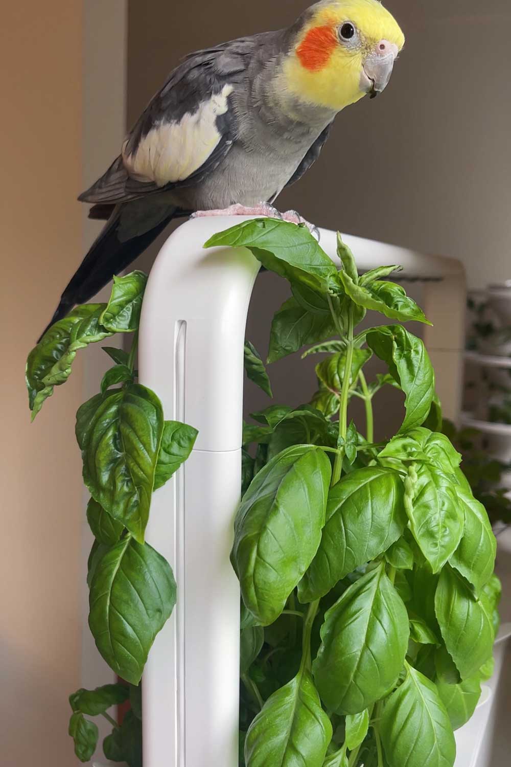 genovese-basil-grown-indoors-in-click-and-grow-smart-garden-9