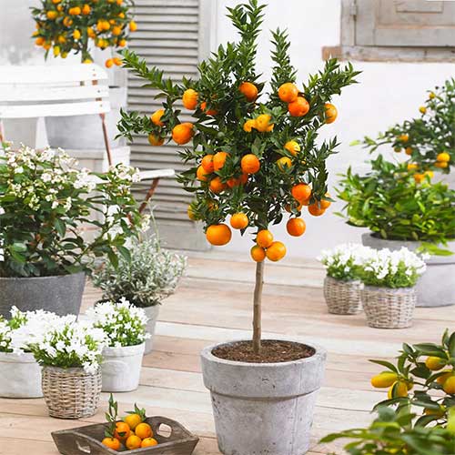 gift-for-plant-lover-citrus-tree