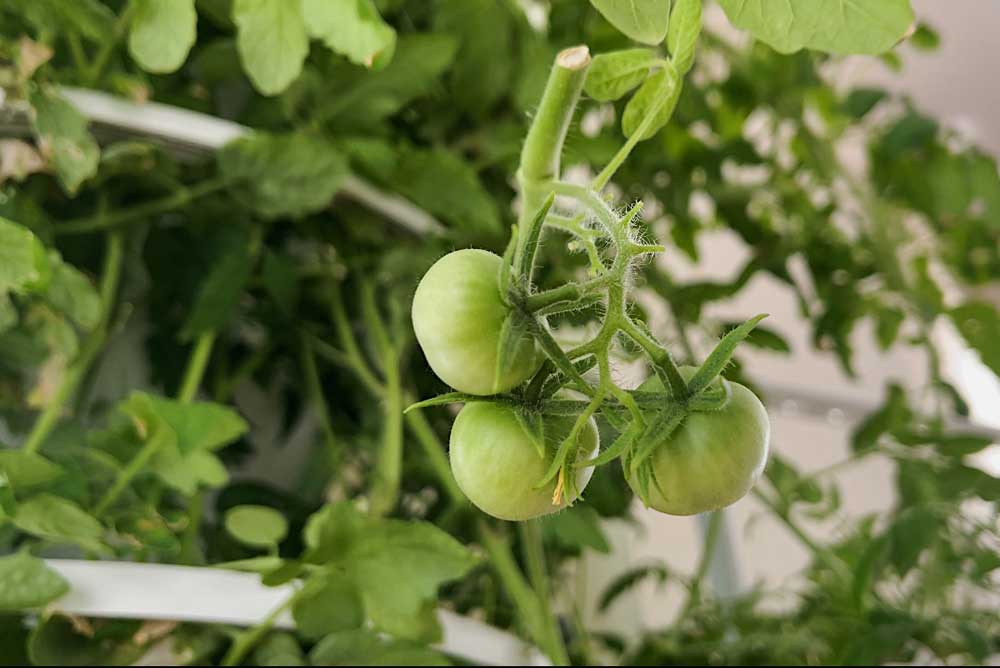 green-cherry-tomatoes-grown-indoors-hydroponic-tower-garden-lettuce-grow