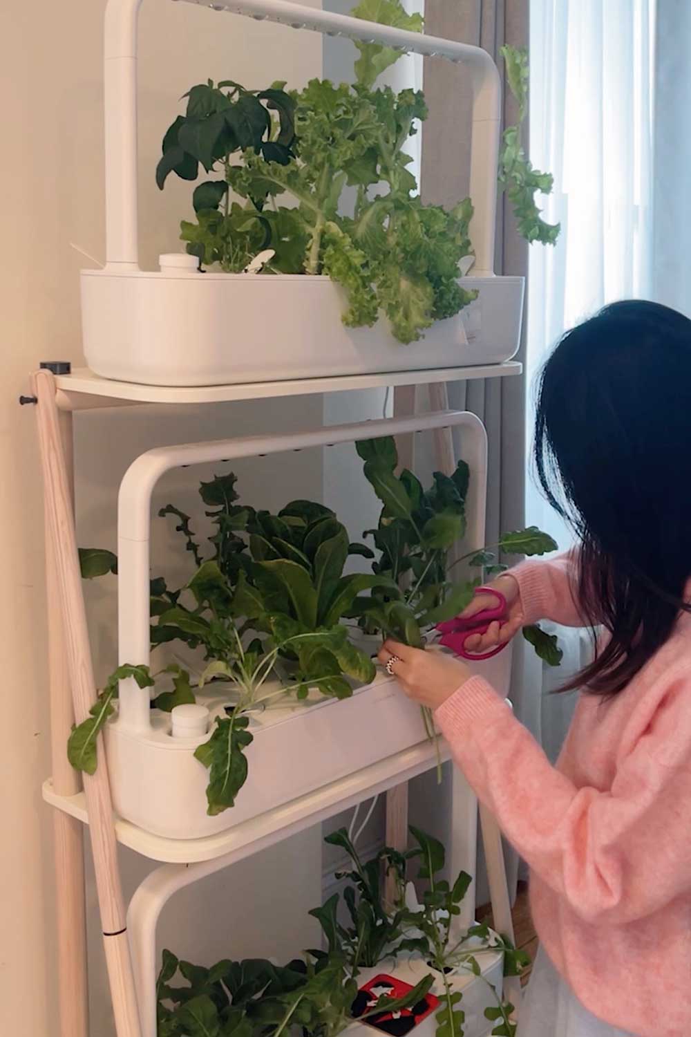 growing-arugula-indoors-click-and-grow-smart-garden-9