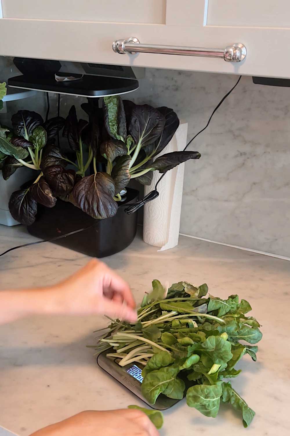 growing-arugula-indoors-hydroponic-garden