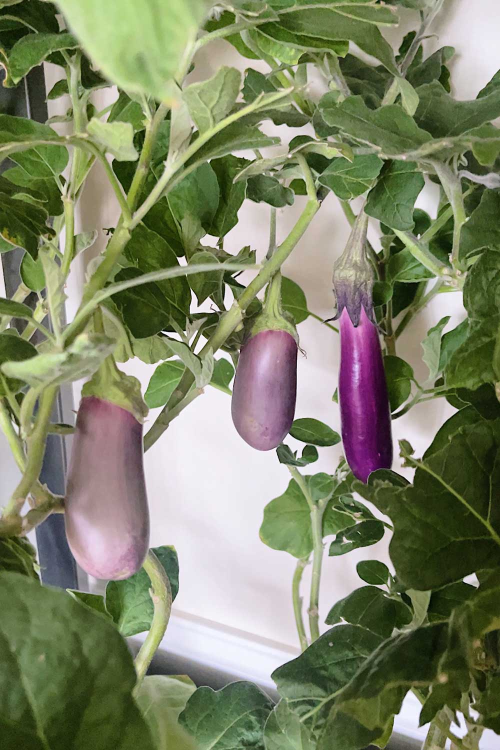 growing-asian-eggplants-indoors-hydroponic-garden-aerogarden-farm