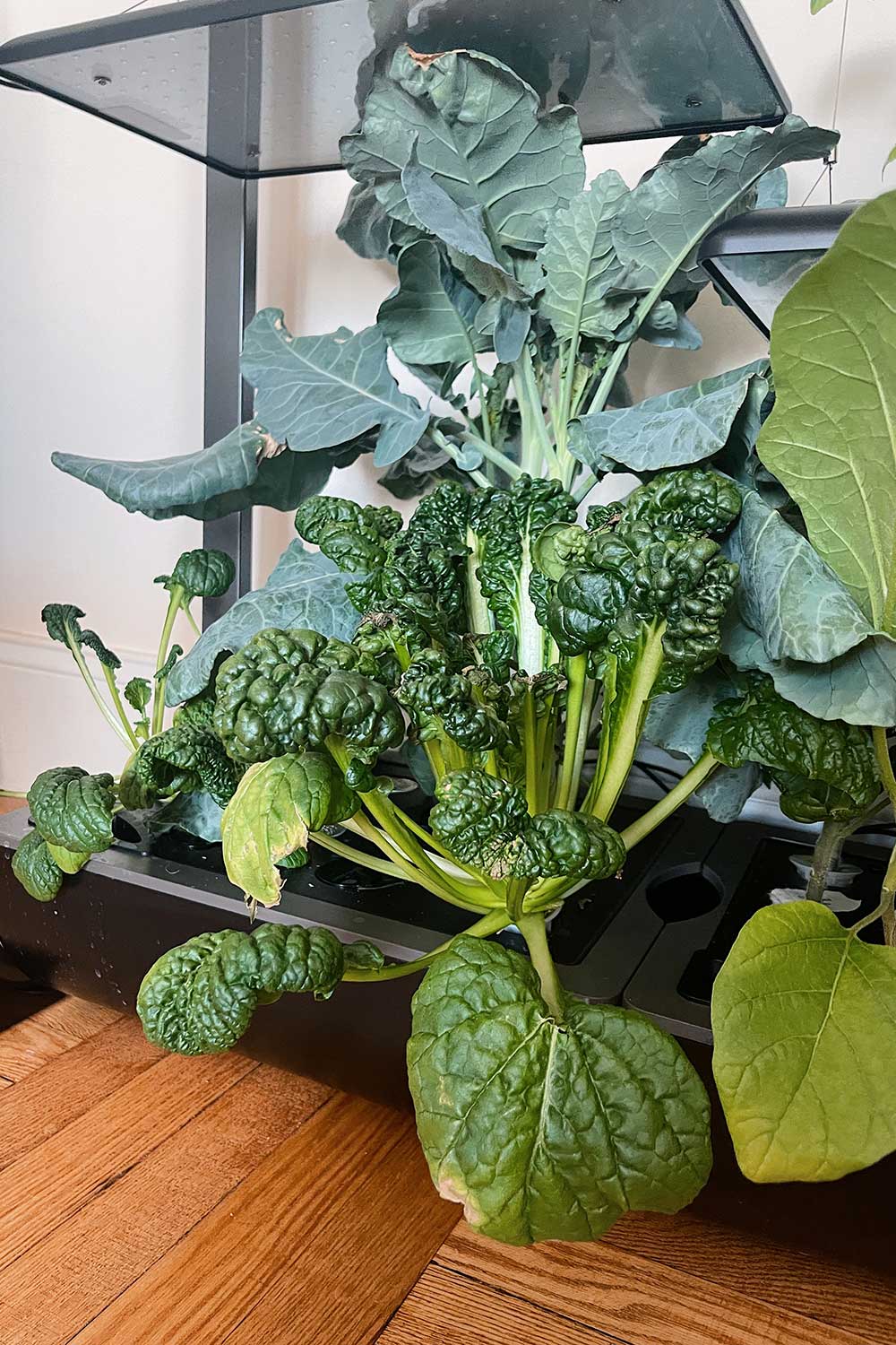 growing-asian-greens-indoors-aerogarden-farm-chijimisai