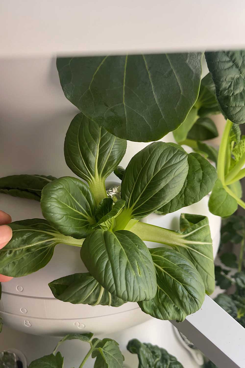 growing-bok-choy-in-lettuce-grow-indoor-farmstand