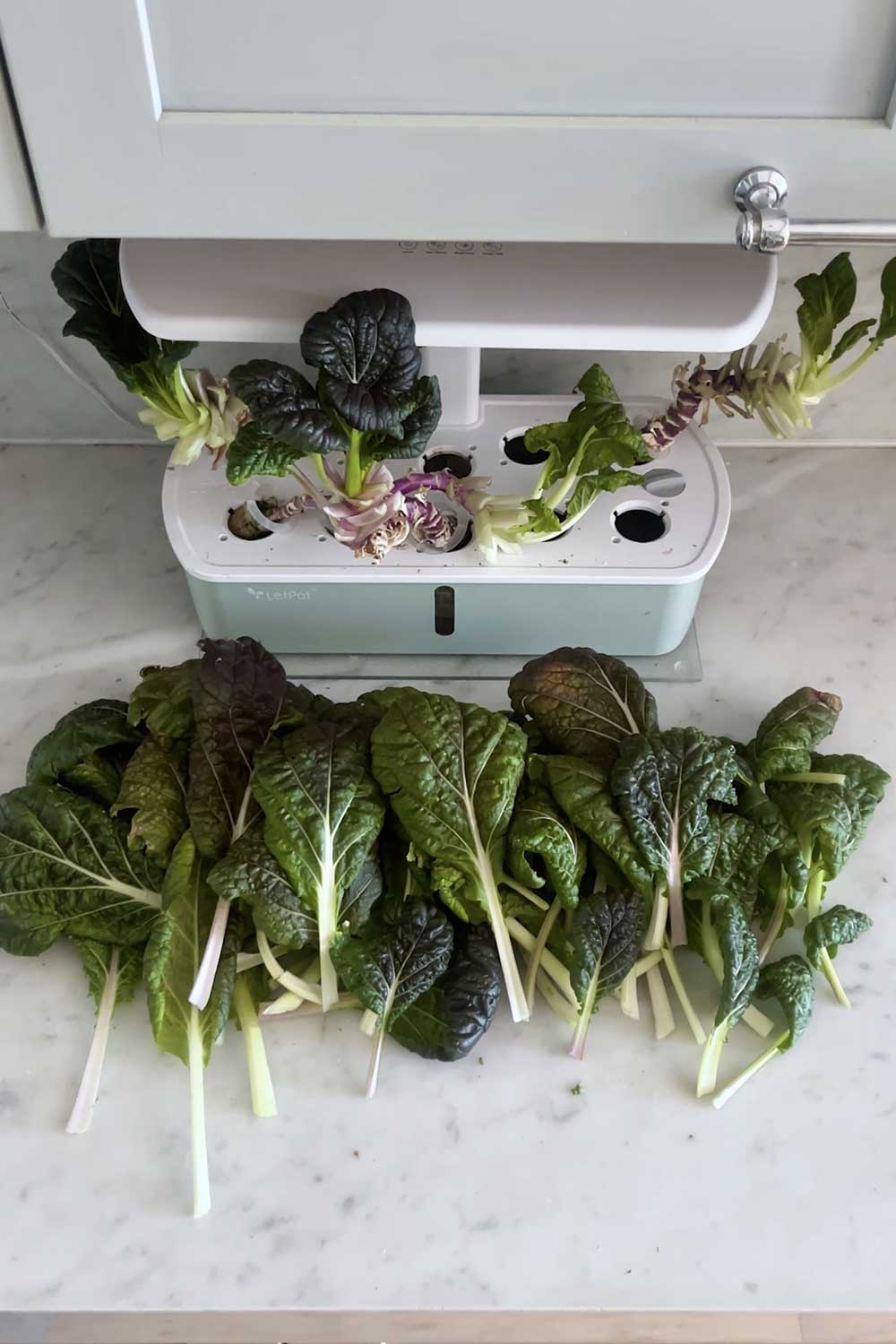 growing-bok-choy-indoor-hydroponic-garden
