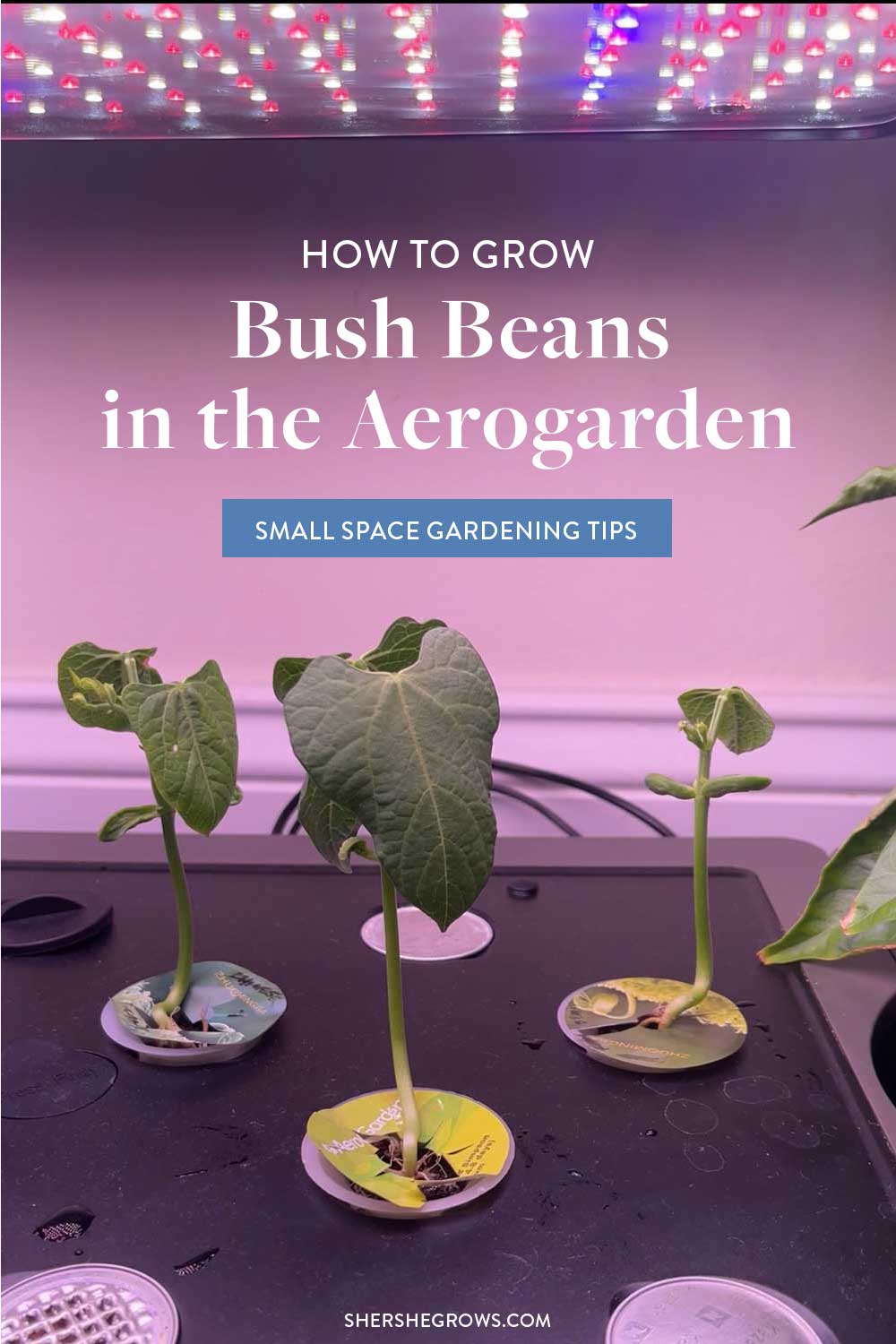 growing-bush-beans-in-aerogarden