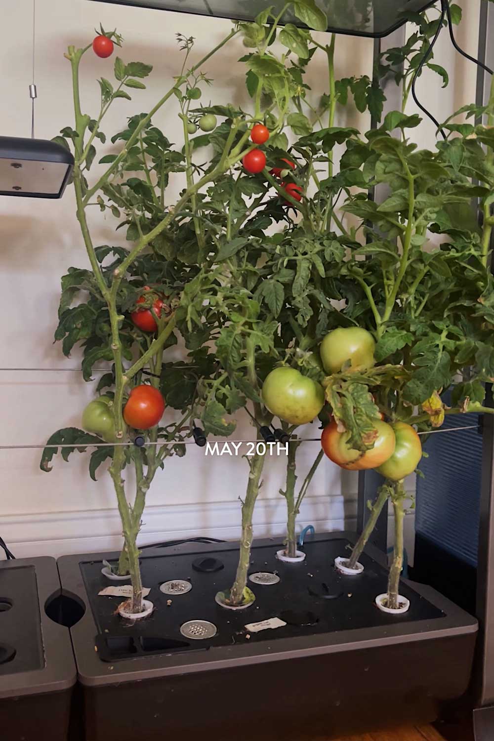 growing-cherry-tomatoes-indoors-aerogarden-hydroponic-garden