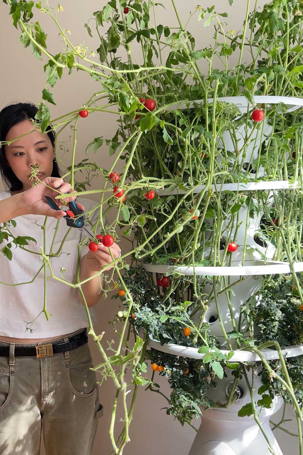 growing cherry tomatoes indoors lettuce grow farmstand hydroponic vegetable garden