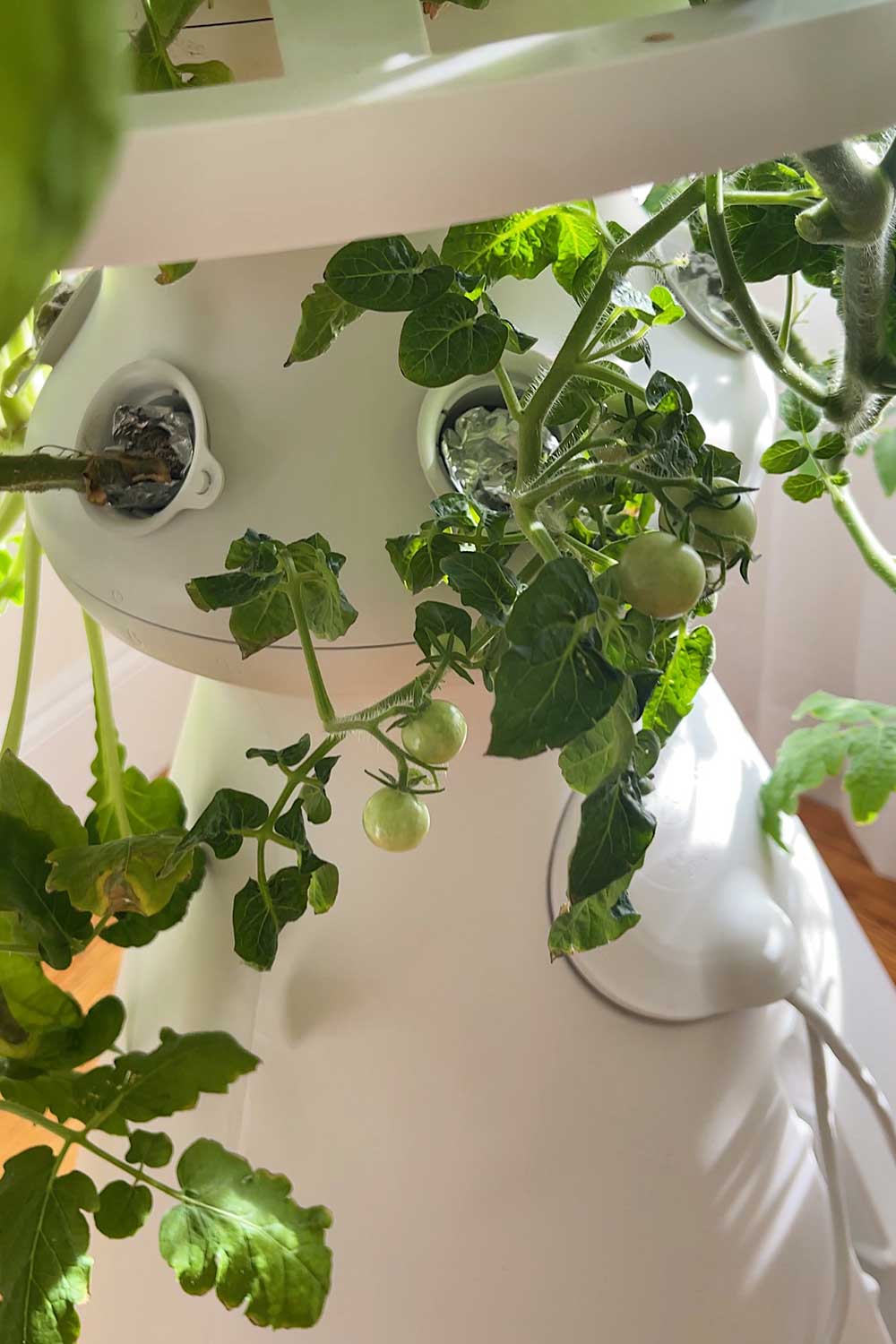 growing-cherry-tomatoes-indoors-lettuce-grow-farmstand