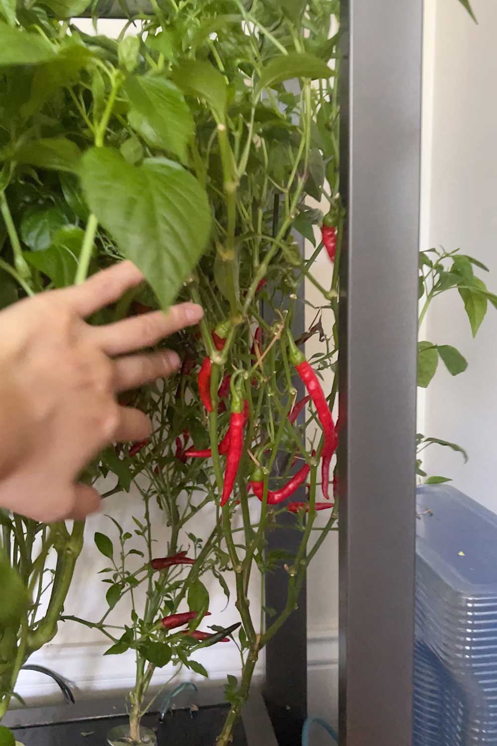 growing-chili-de-arbol-peppers-indoors-hydroponics