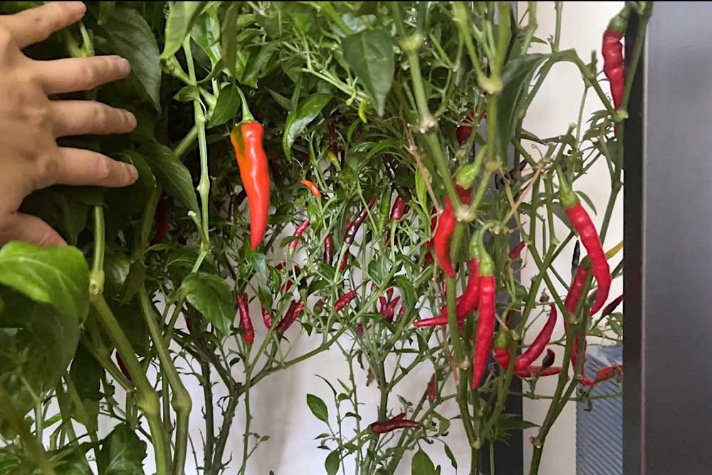 growing-chili-de-arbol-peppers-inside-aerogarden-farm-hydroponic-garden