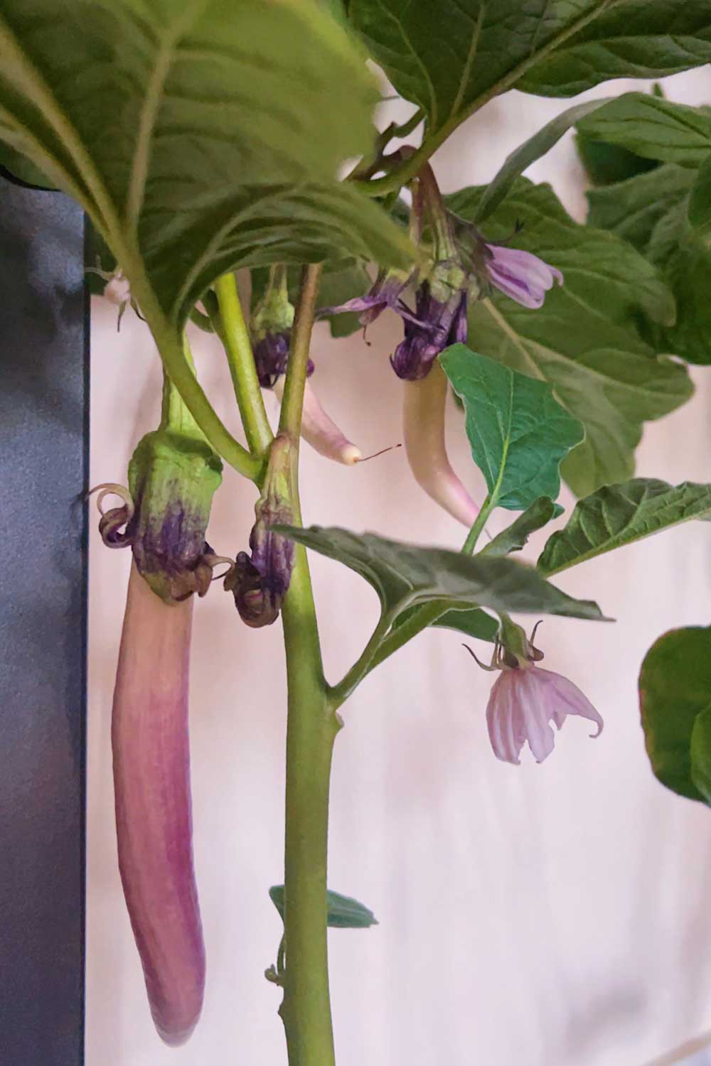 growing-chinesee-eggplant-indoors