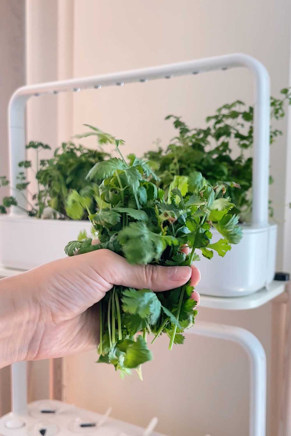 growing-cilantro-indoors-click-&-grow