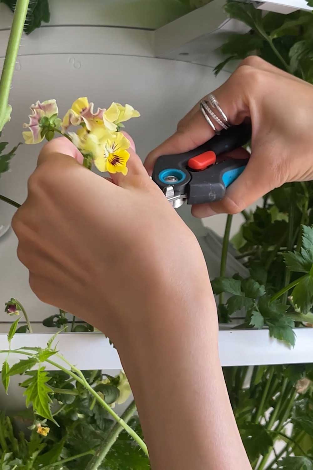 growing-edible-hydroponic-flowers-indoors-tower-garden-lettuce-grow-farmstand