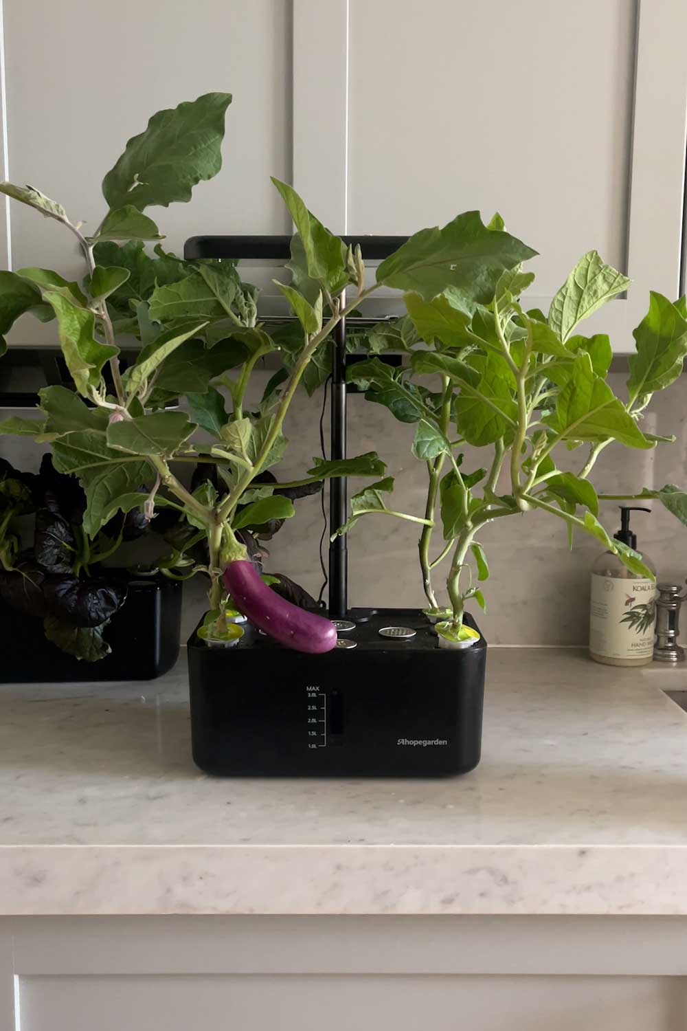growing-eggplant-indoors-in-hydroponic-garden