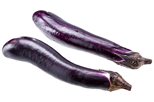 growing-eggplant-roi