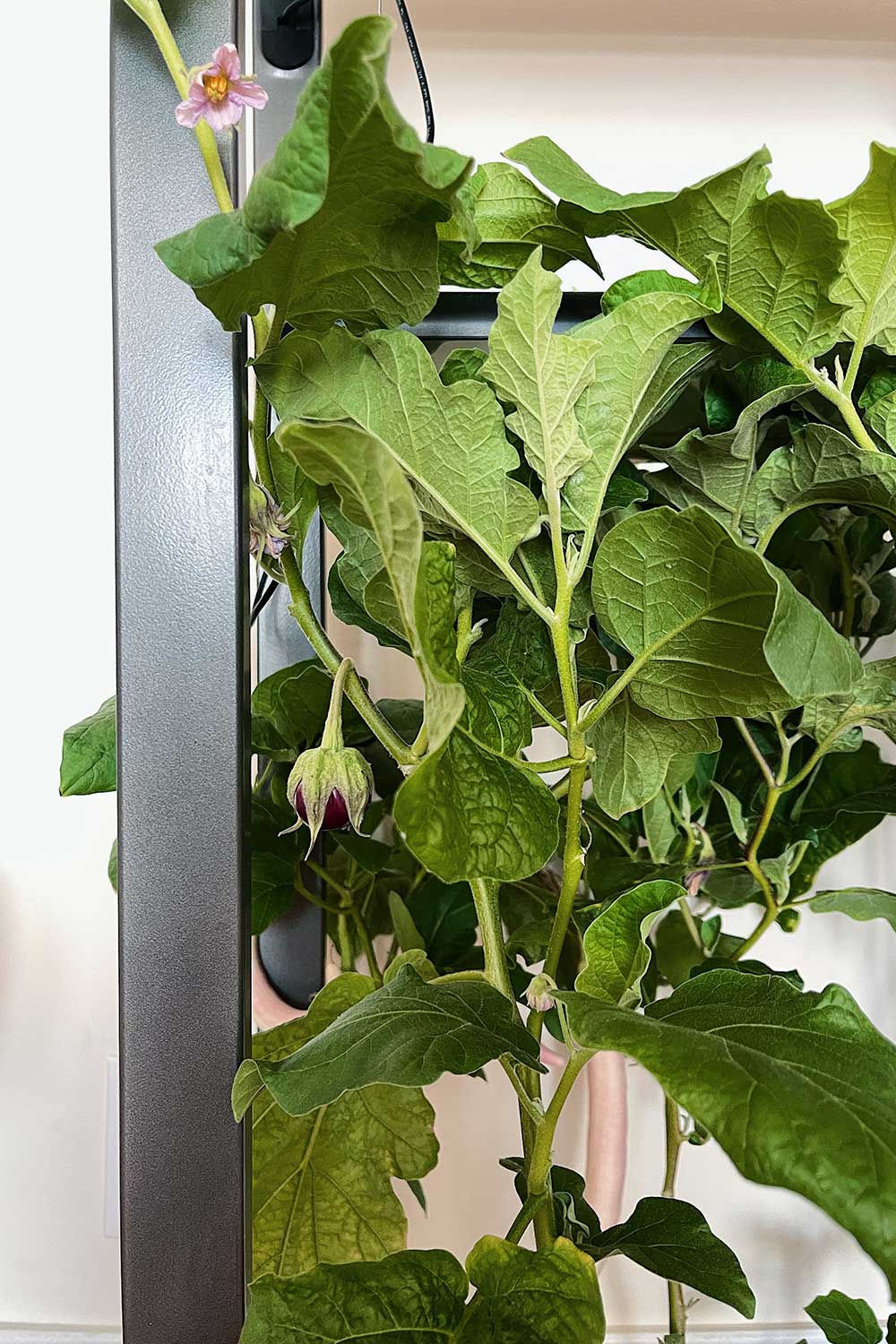 growing-eggplants-in-aerogarden-farm-experiment