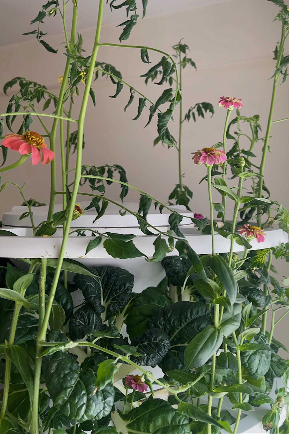 growing-flowers-indoors-hydroponic-tower-garden