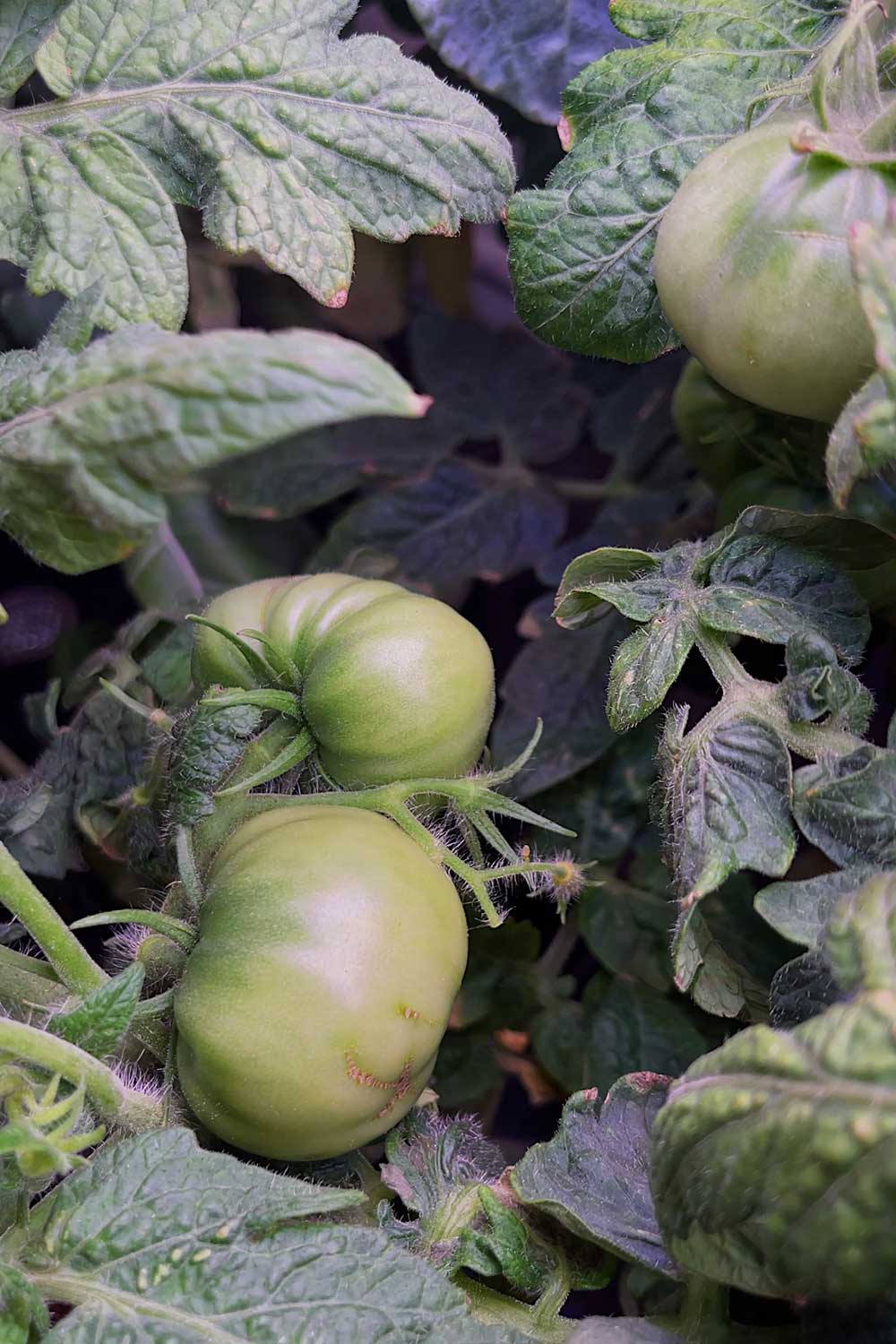 growing-full-size-tomatoes-indoors-hydroponic-gardening