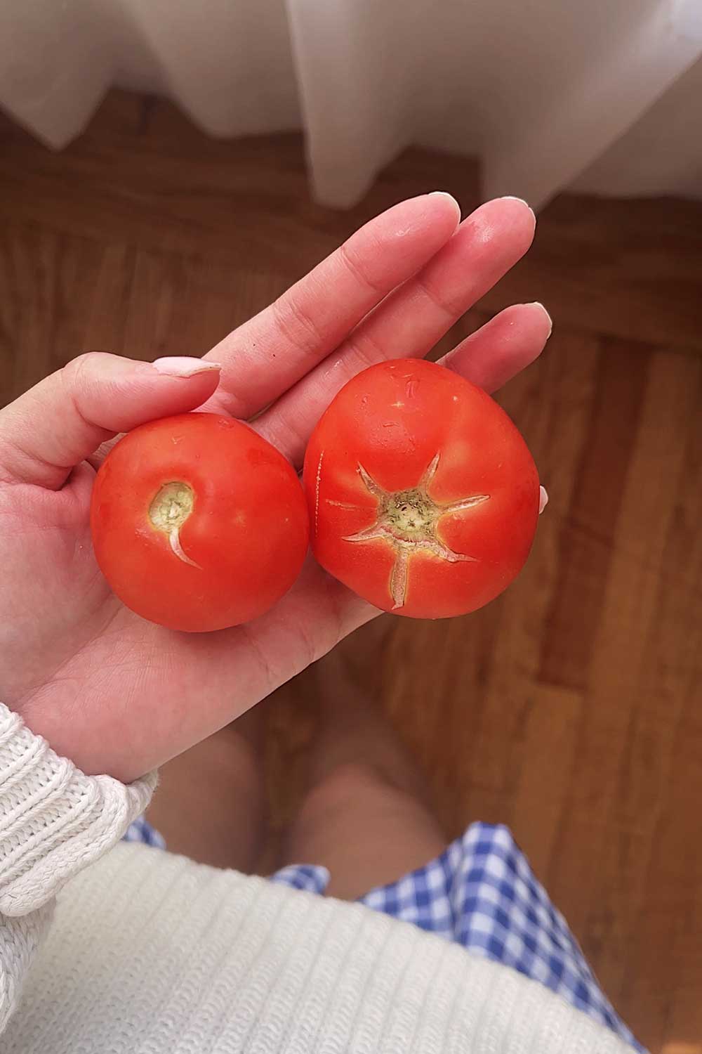 growing-full-size-tomatoes-indoors