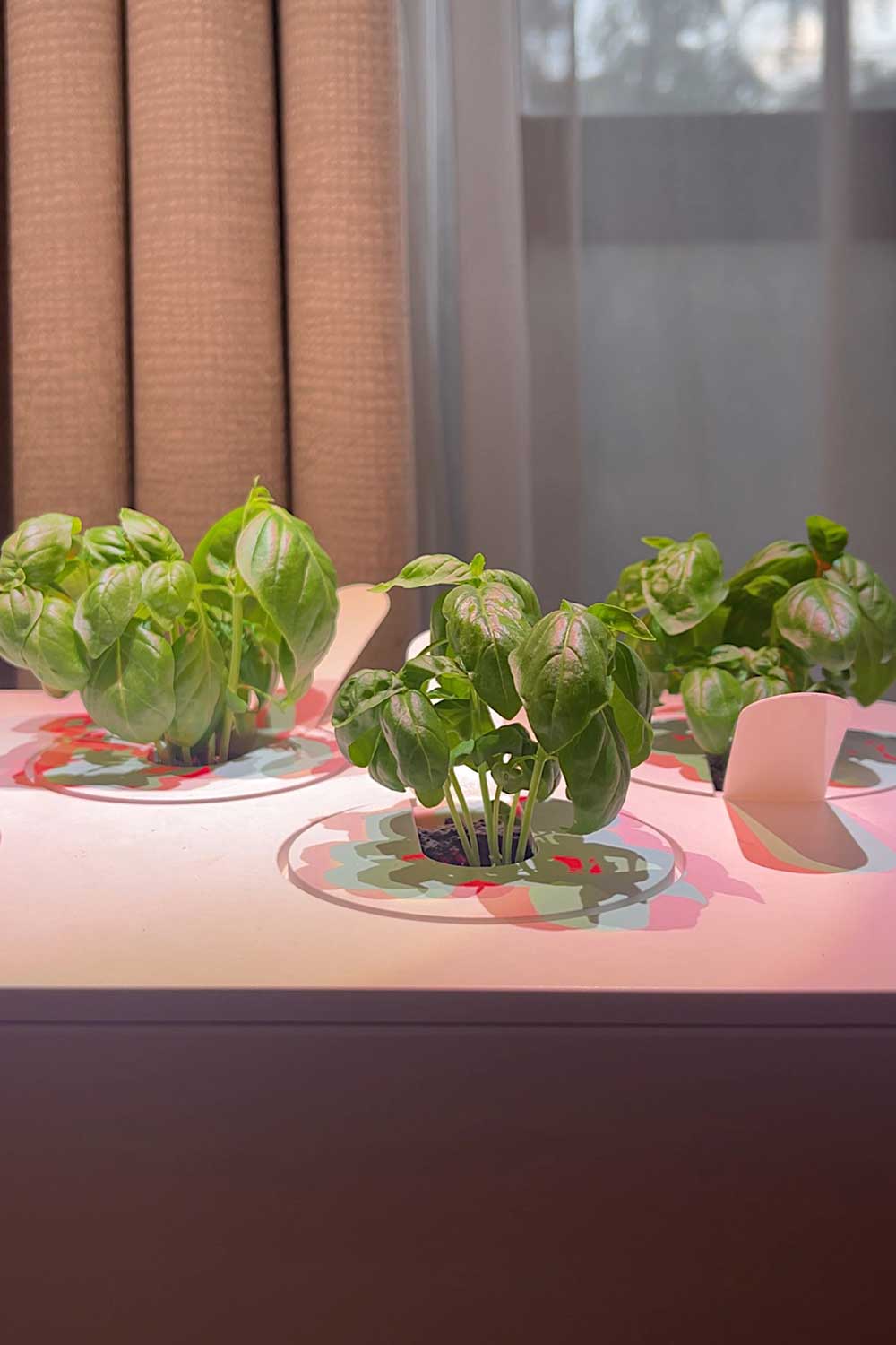 growing-genovese-basil-click-and-grow-smart-garden