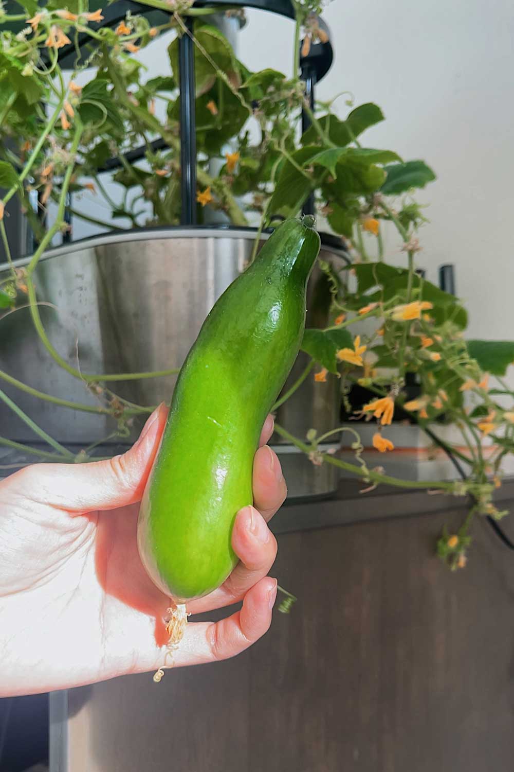 growing-greenlight-cucumbers-indoors-hydroponic-garden