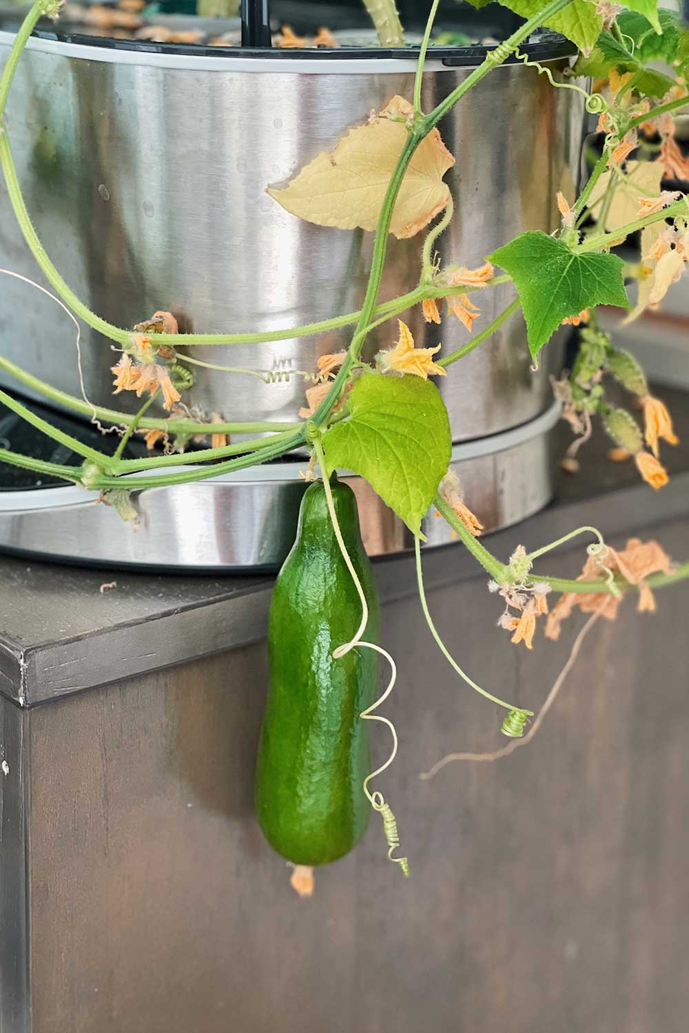 growing-greenlight-cucumbers-indoors-hydroponic-garden