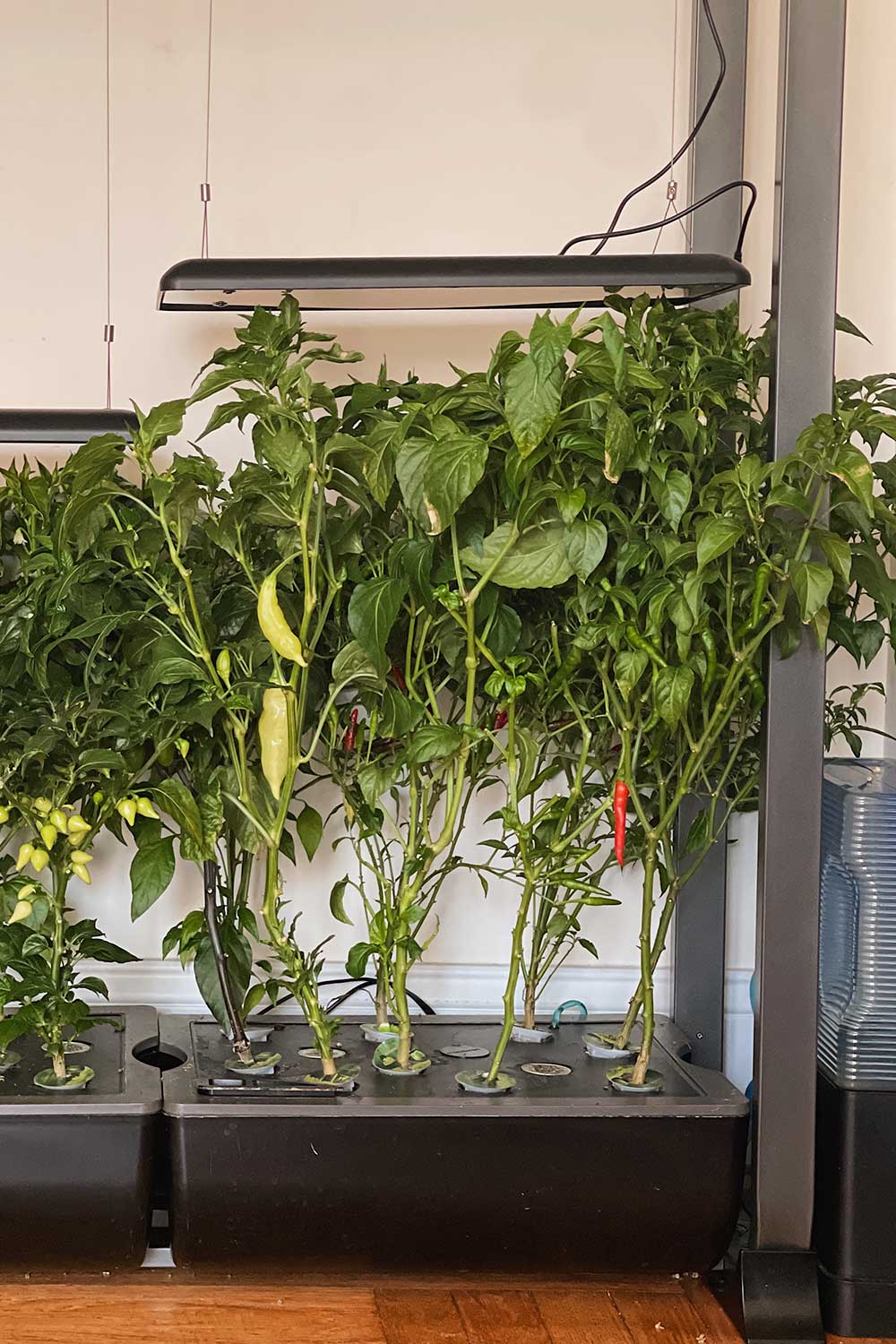 growing-hot-peppers-indoor-aerogarden-hydroponic-garden-system