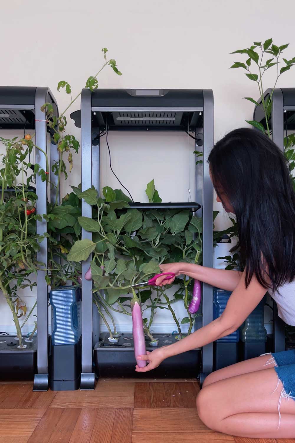 growing-hydroponic-eggplant-aerogarden-indoor-garden