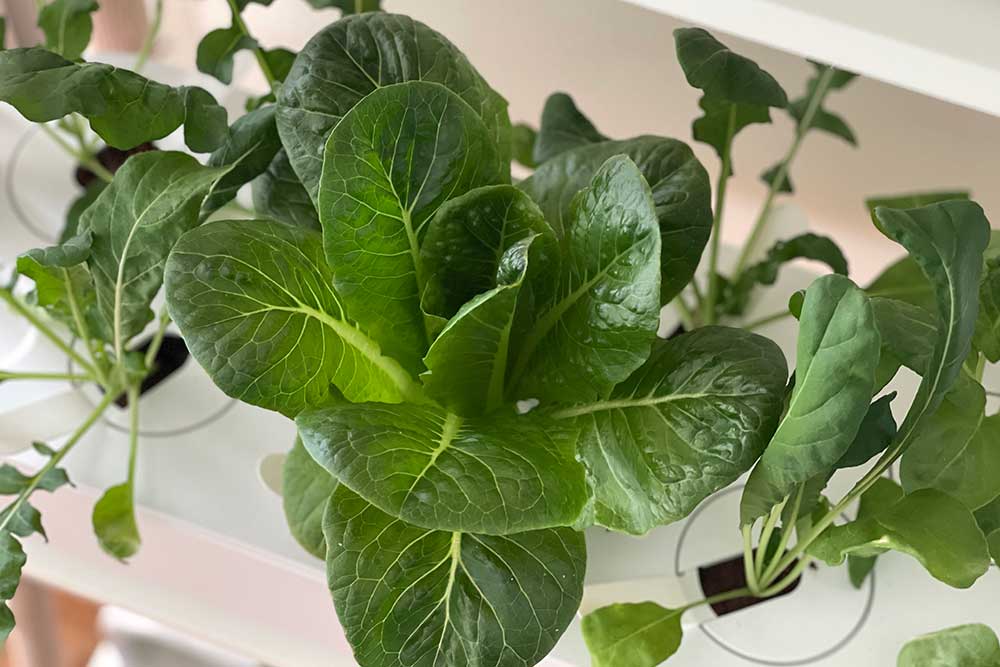 growing-hydroponic-romaine-indoors