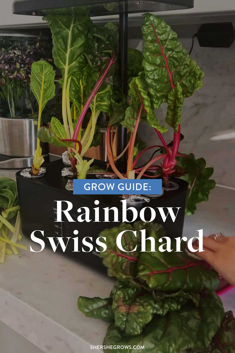 growing-hydroponic-swiss-chard