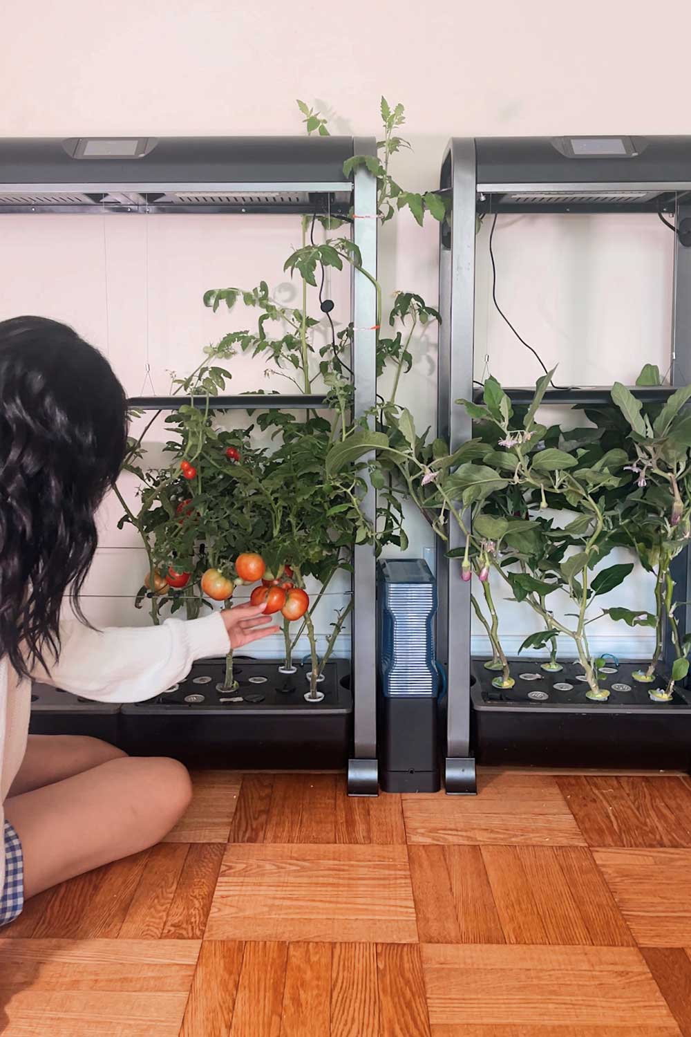 growing-hydroponic-tomatoes-aerogarden-indoor-garden