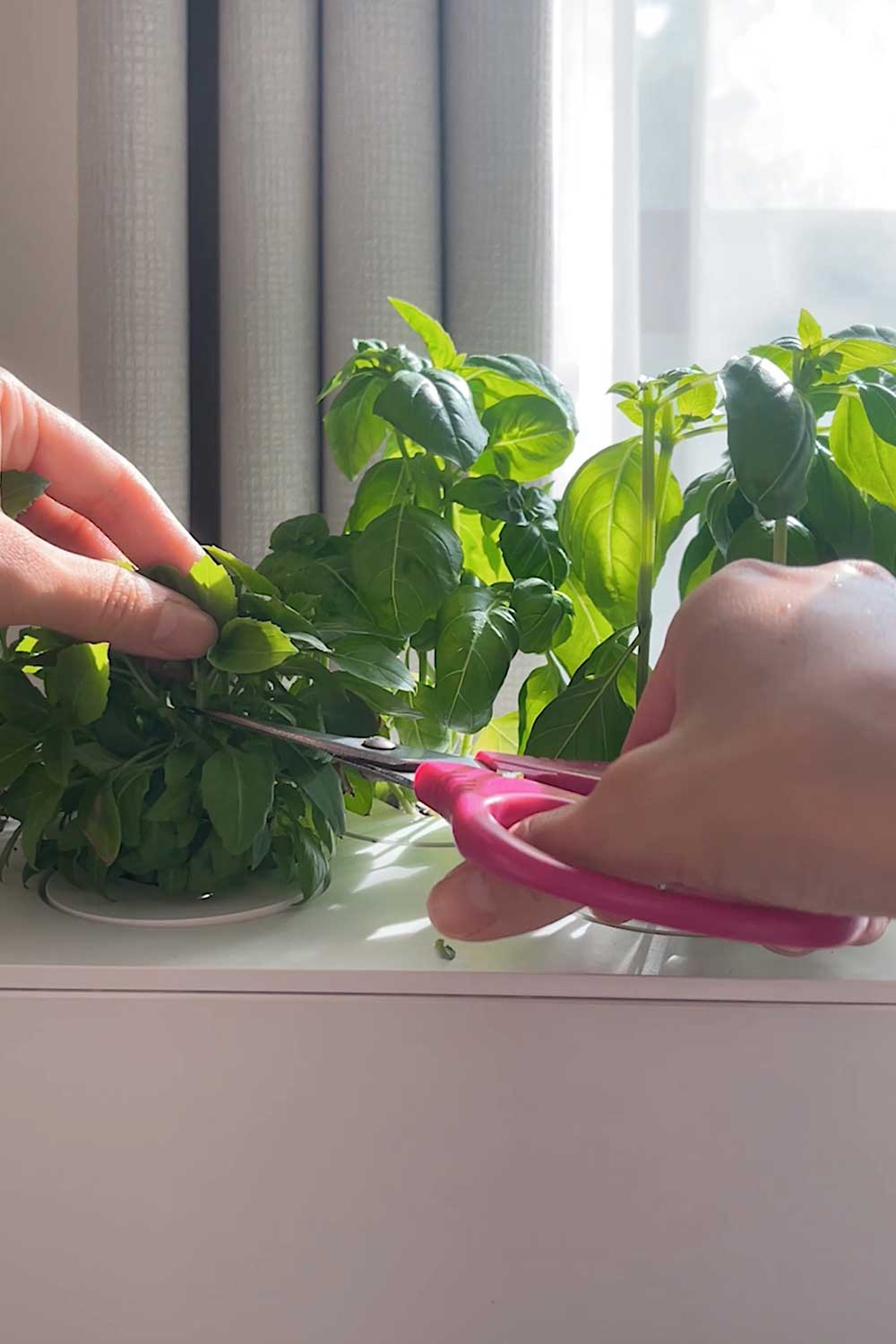 growing-italian-basil-indoors-click-and-grow-smart-garden