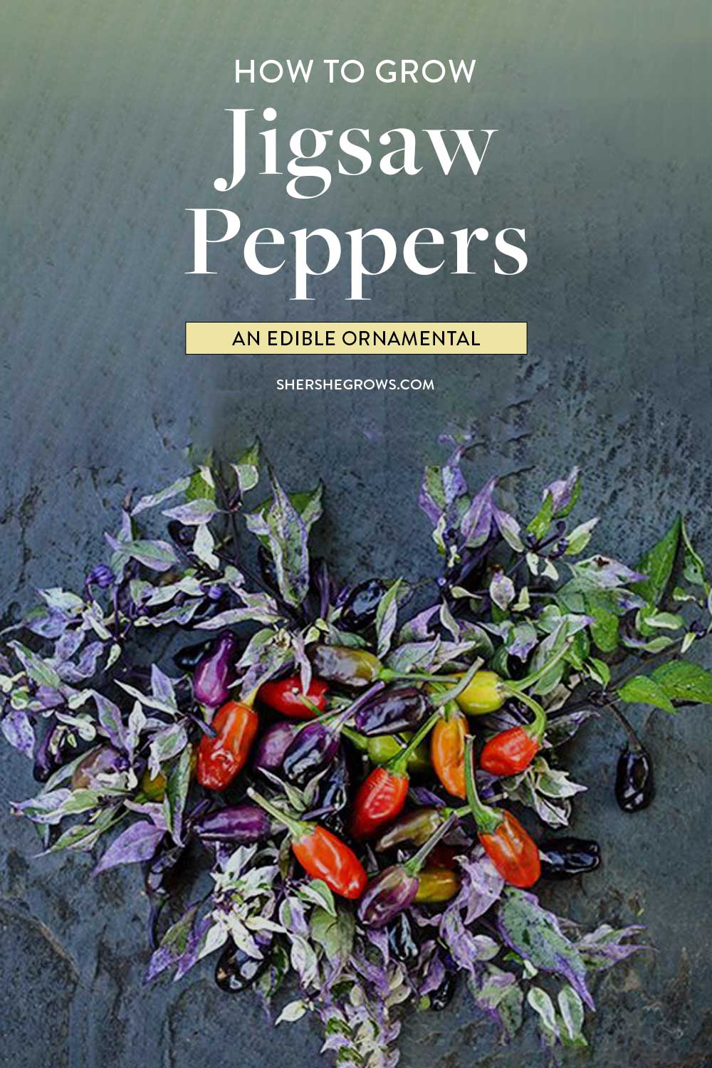 growing-jigsaw-peppers