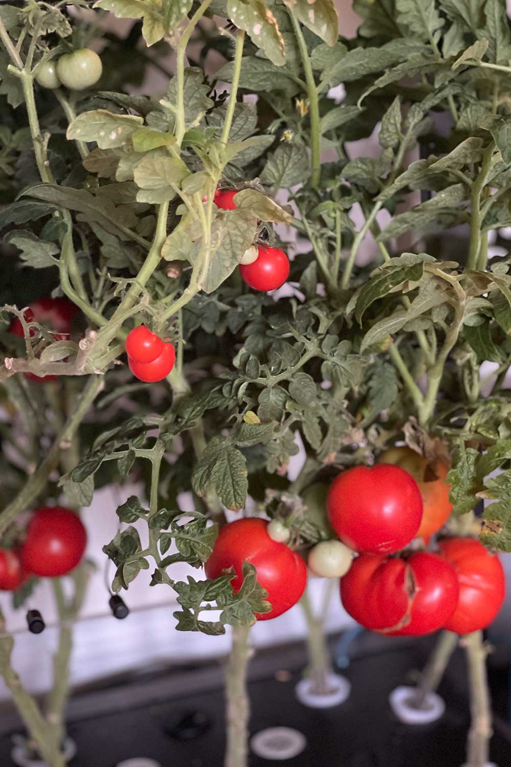 growing-large-full-size-slicer-tomatoes-in-aerogarden