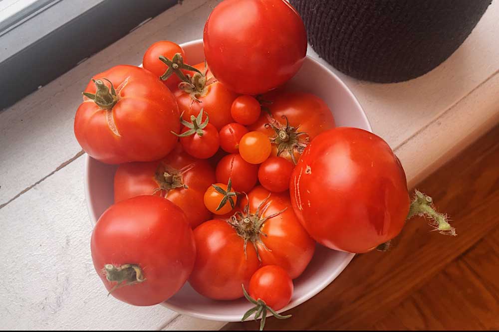 growing-large-tomatoes-indoors-hydroponic-garden