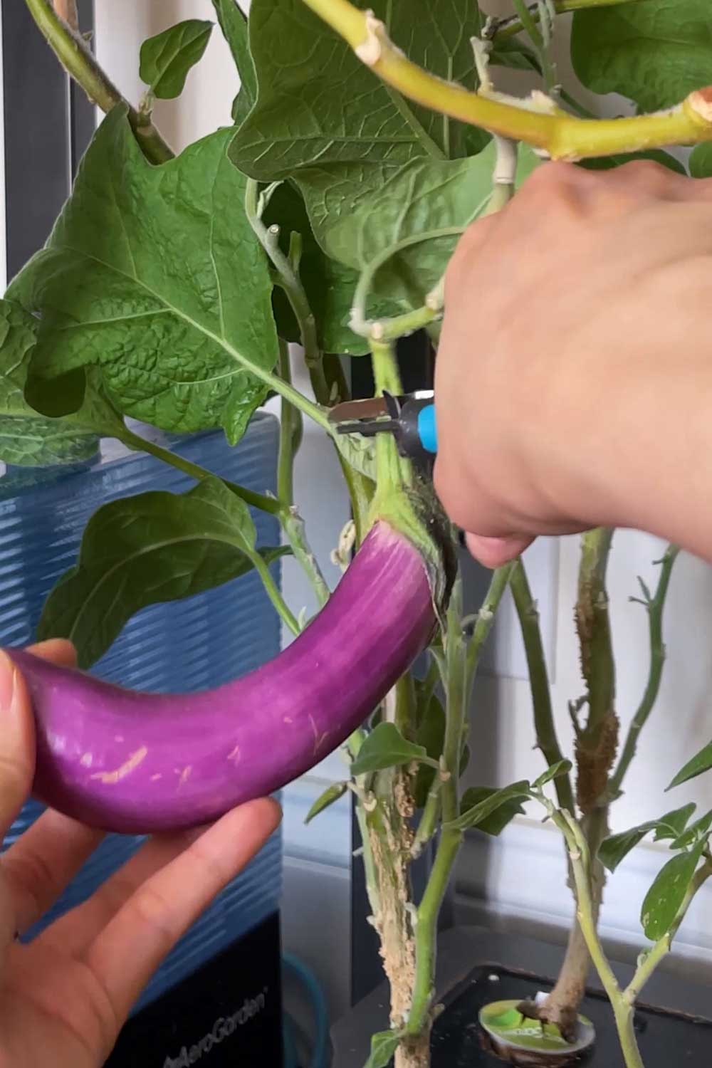 growing-large-vegetables-indoors-aerogarden-farm-xl-eggplant