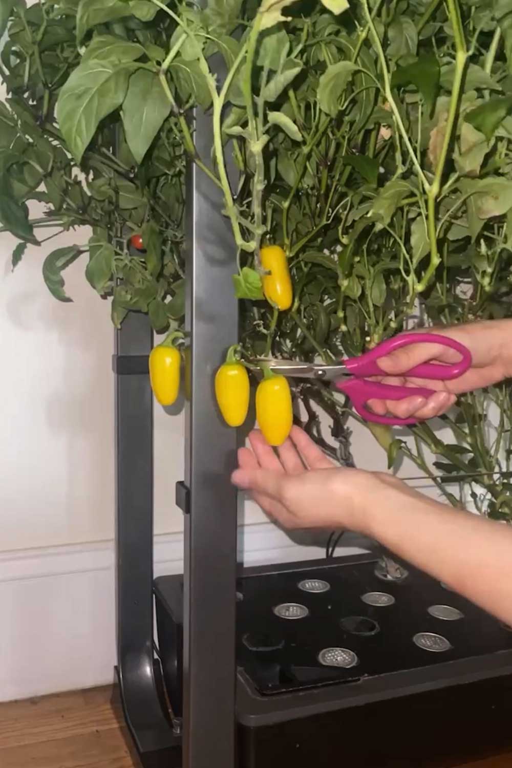 growing-lemon-jalapenos-indoors-hydroponic-garden