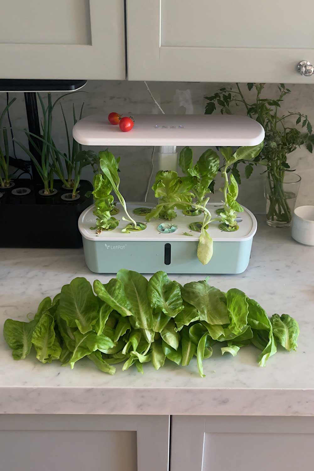 growing lettuce indoors in countertop hydroponic garden