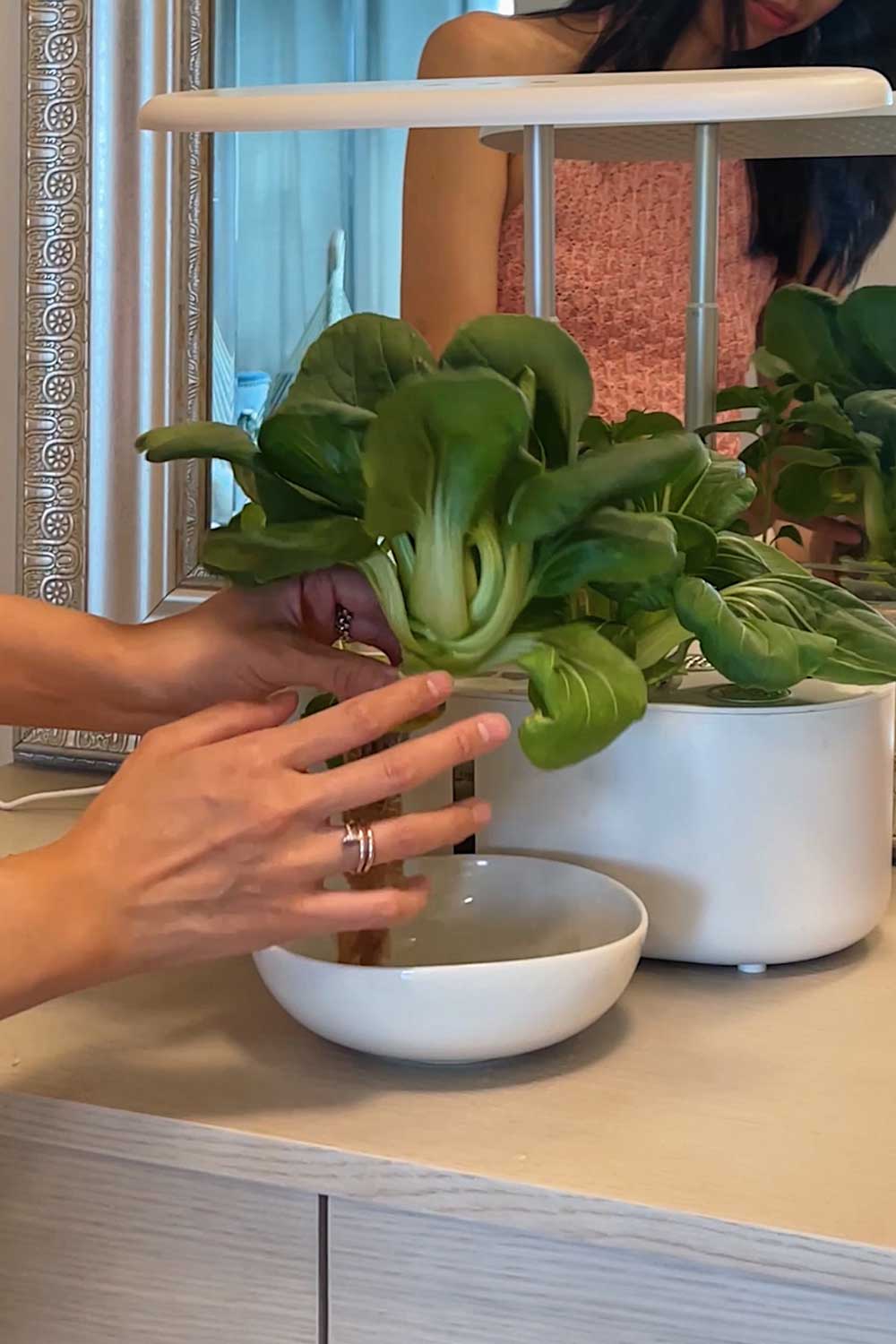 growing-little-shanghai-bok-choy-indoors-hydroponic-garden