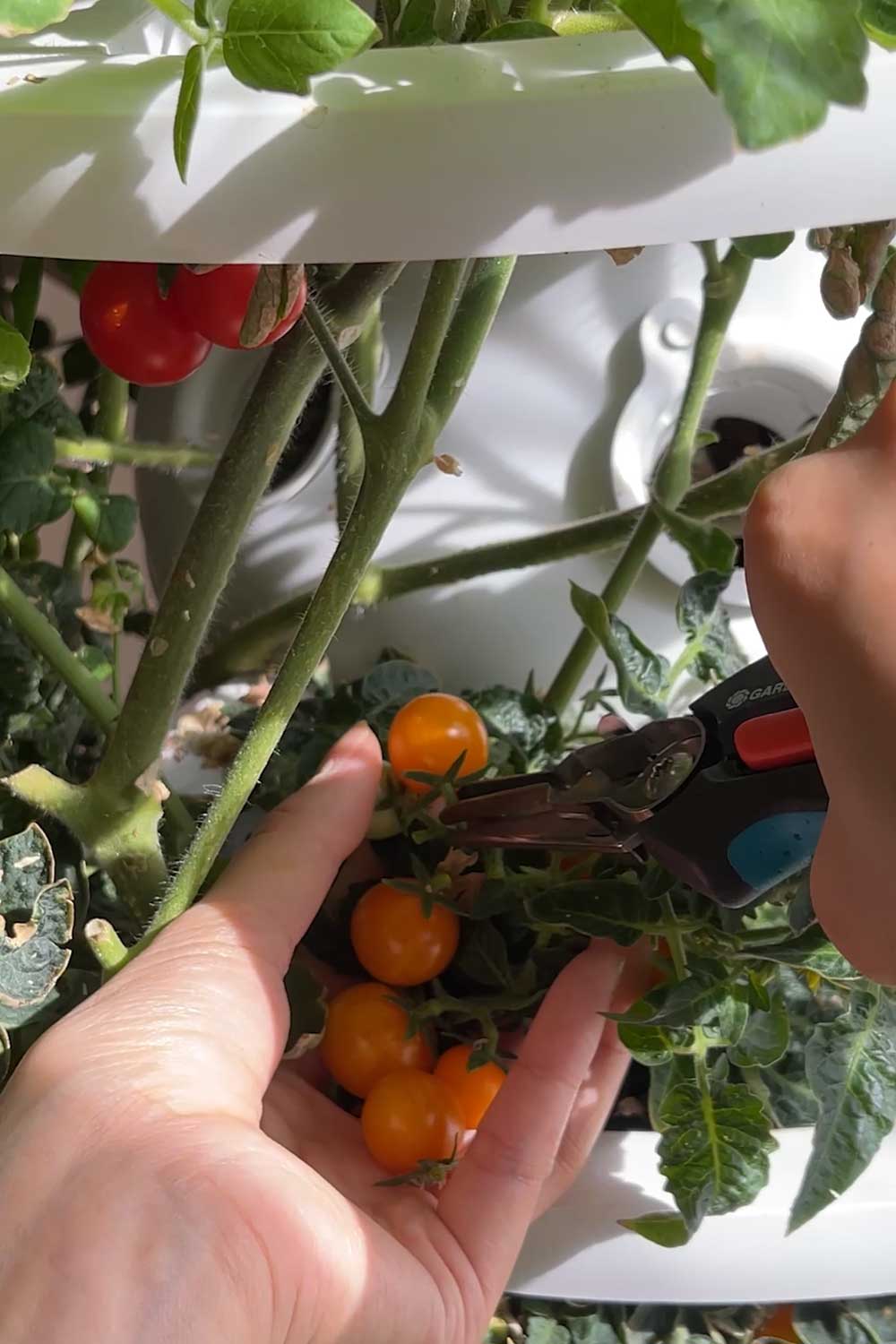 growing orange cherry tomatoes indoors in a hydroponic tower