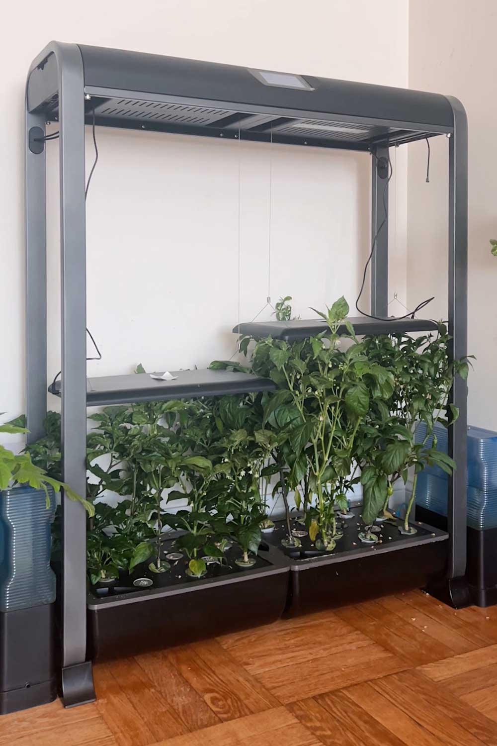 growing-peppers-indoors-flowering-stage