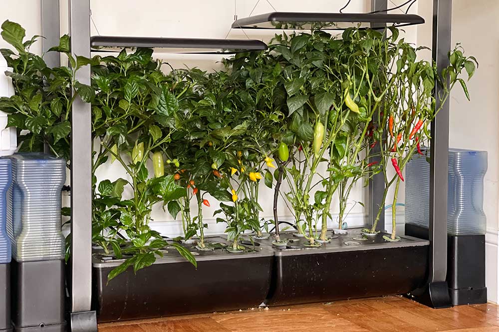 growing-peppers-indoors