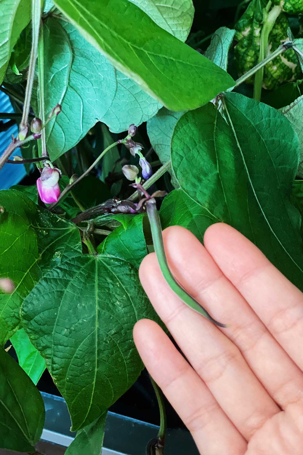 growing-purple-beans-indoors