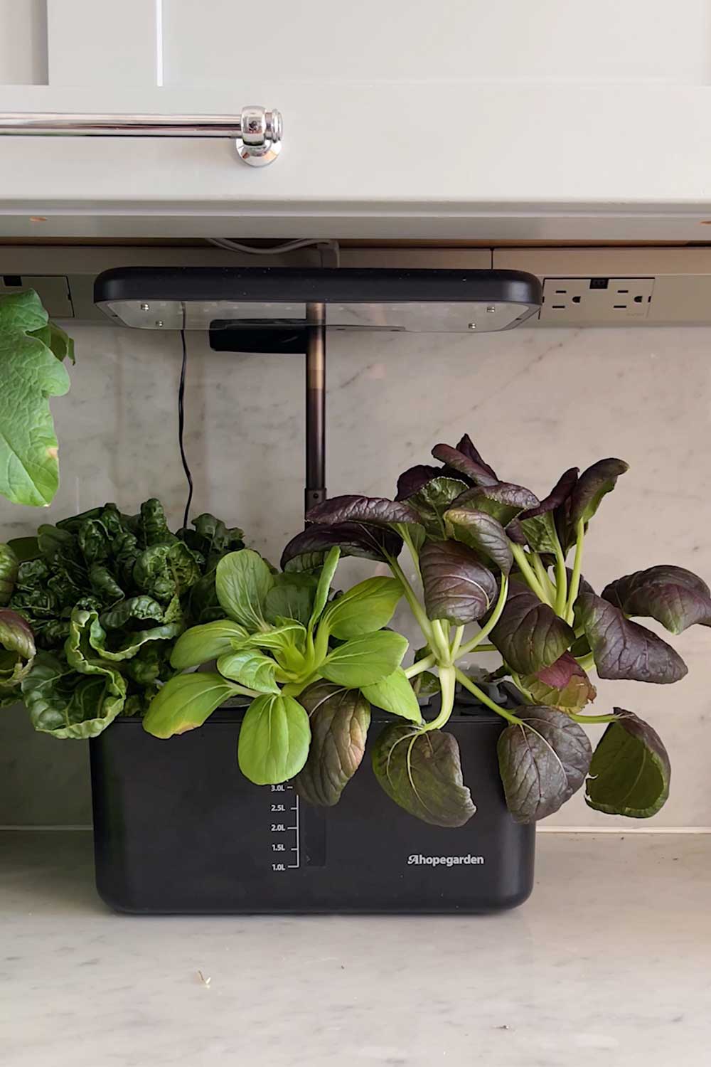 growing-purple-bok-choy-indoors-hydroponic-garden