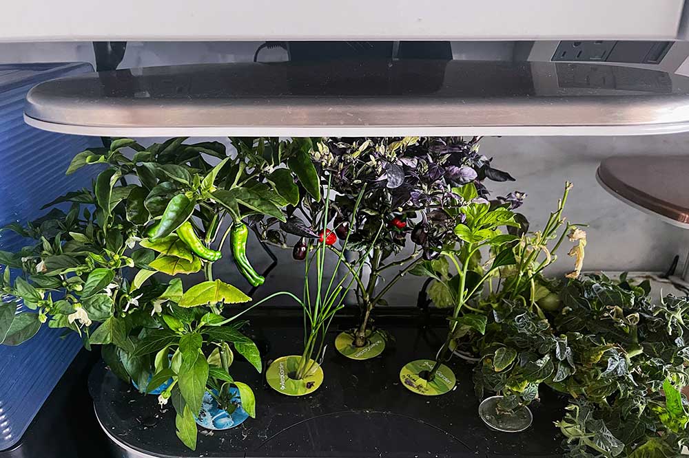growing-shishito-peppers-in-hydroponic-garden