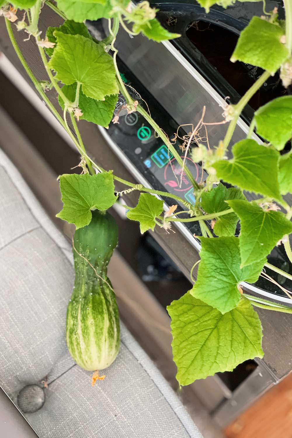 growing-spacemaster-80-cucumbers-indoors-hydroponic-garden