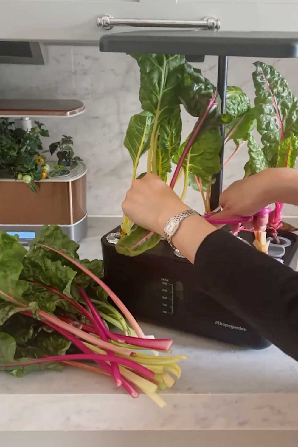 growing-swiss-chard-indoors-hydroponic-garden