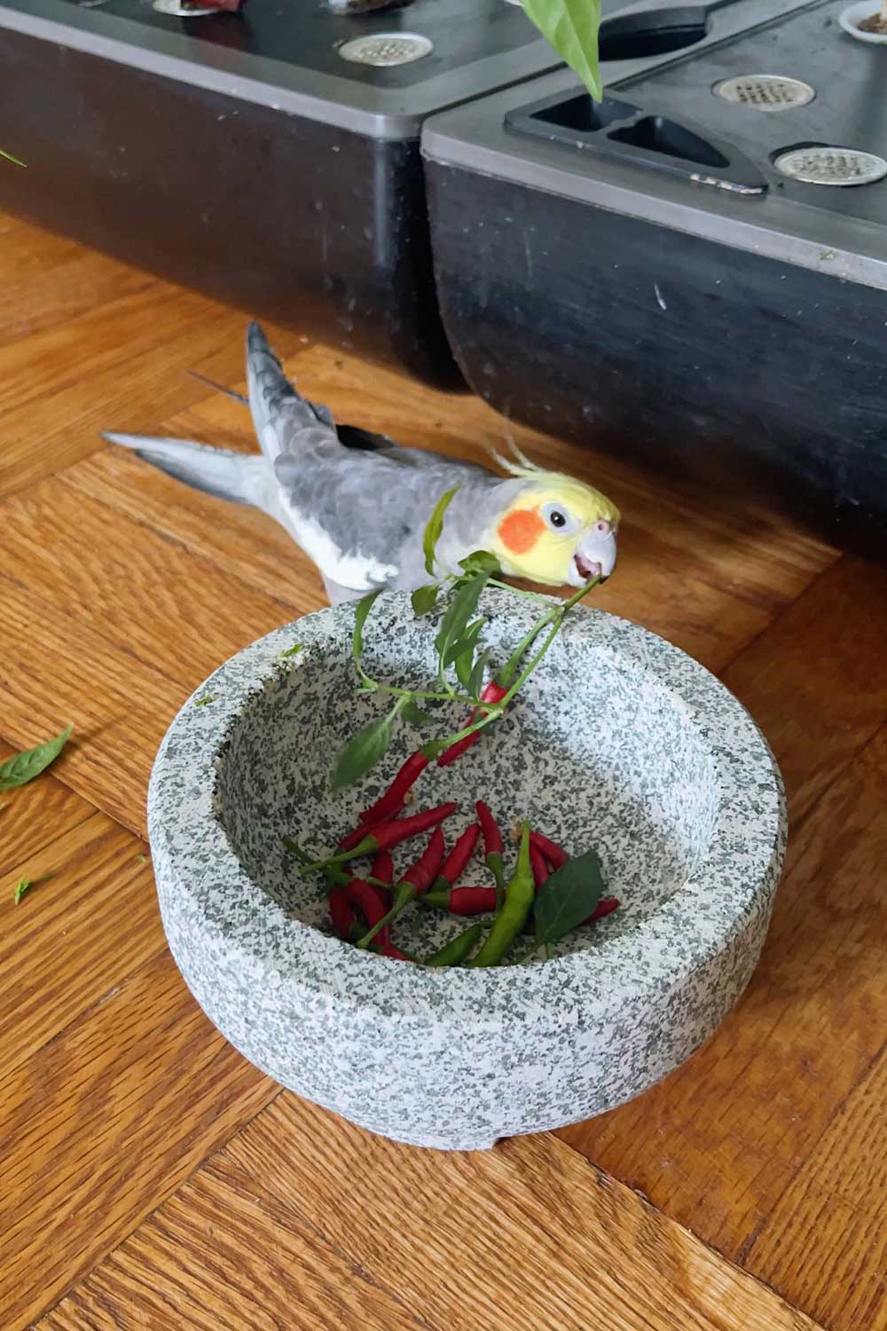 growing-thai-birds-eye-chilis-indoors