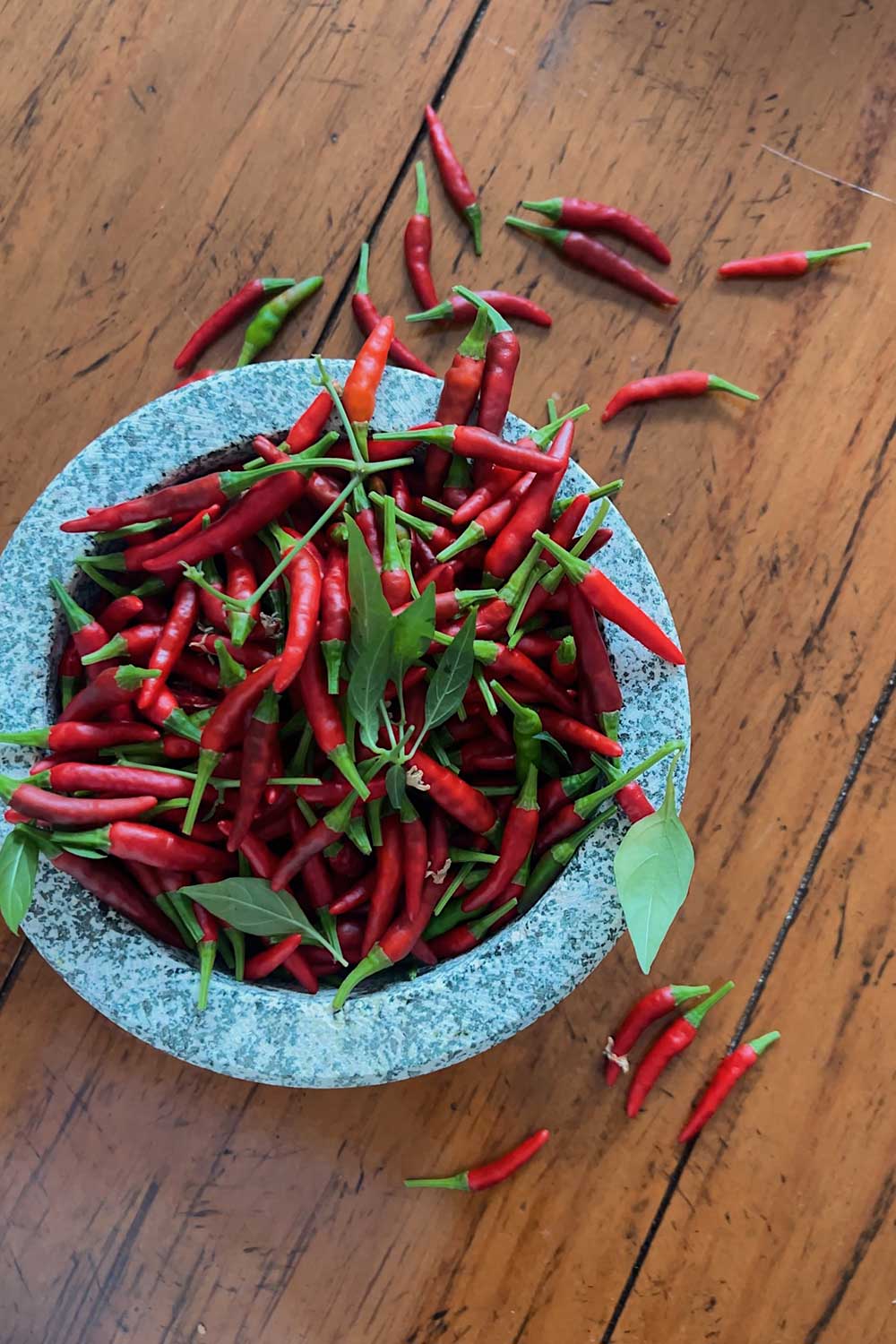 growing-thai-birds-eye-chilis